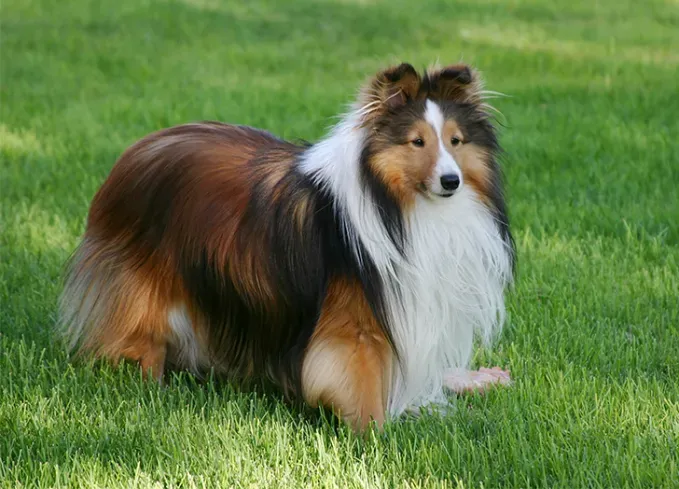 long haired dog breeds shetland sheepdog' fetchpriority='auto' title='20 Long-Haired Dog Breeds That Give Rapunzel a Run for Her Money
