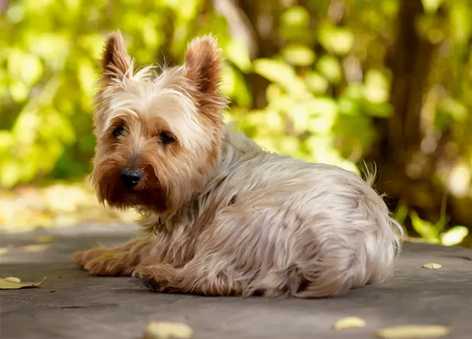 long haired dog breeds yorkshire terrier' fetchpriority='auto' title='20 Long-Haired Dog Breeds That Give Rapunzel a Run for Her Money