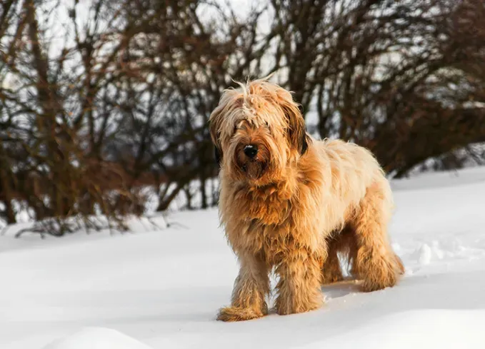 long haired dog breeds briard' fetchpriority='auto' title='20 Long-Haired Dog Breeds That Give Rapunzel a Run for Her Money
