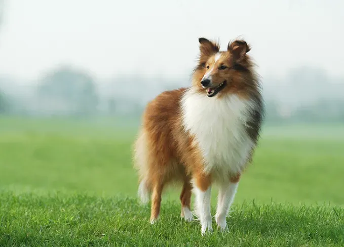 long haired dog breeds collie' fetchpriority='auto' title='20 Long-Haired Dog Breeds That Give Rapunzel a Run for Her Money