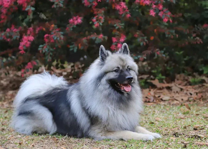 long haired dog breeds keeshond' fetchpriority='auto' title='20 Long-Haired Dog Breeds That Give Rapunzel a Run for Her Money