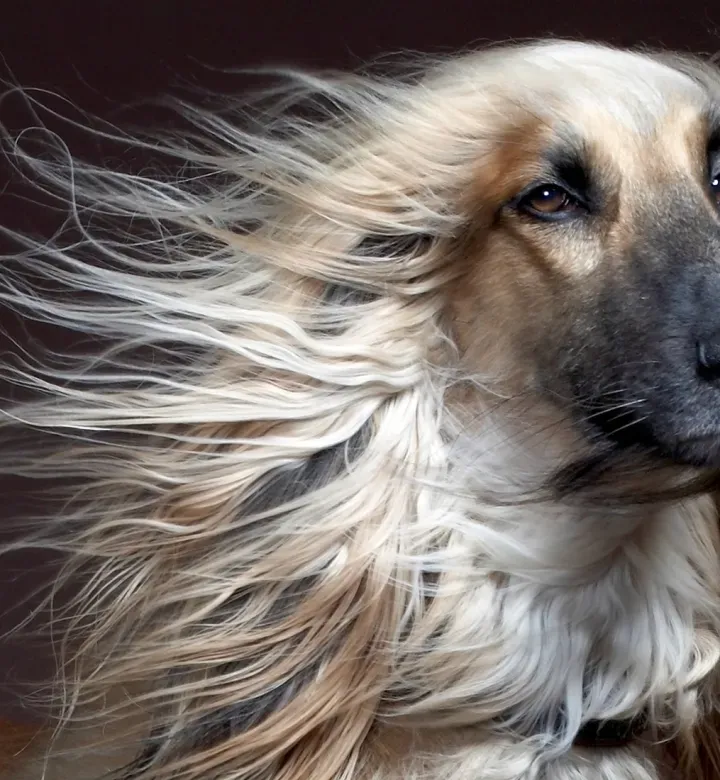 20 pitkäkarvaista koiran rotua, jotka antavat Rapunzelille juoksun rahoilleen