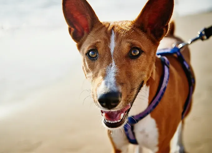 african dog breeds basenji' fetchpriority='auto' title='9 African Dog Breeds That Are Affectionate Brave and Absolutely Adorable