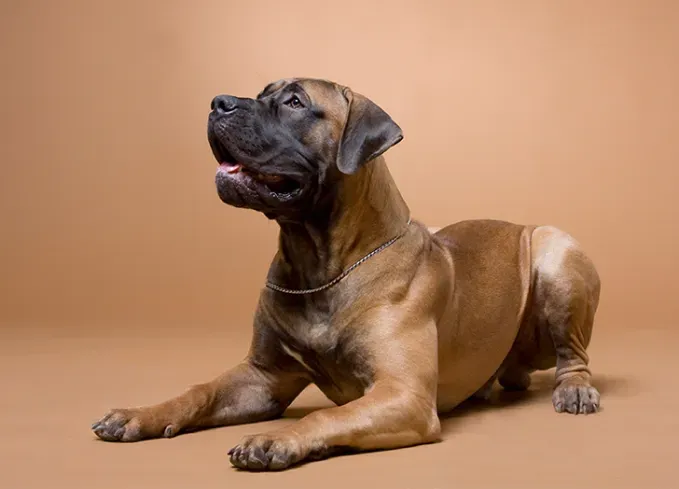 african dog breeds boerboel' fetchpriority='auto' title='9 African Dog Breeds That Are Affectionate Brave and Absolutely Adorable