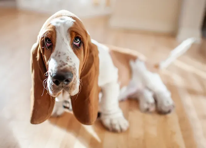 european dog breeds basset hound' fetchpriority='auto' title='25 European Dog Breeds with Remarkable Histories