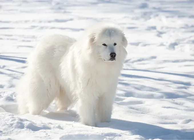 european dog breeds great pyrenees' fetchpriority='auto' title='25 European Dog Breeds with Remarkable Histories