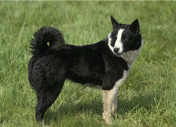 european dog breeds karelian bear dog' fetchpriority='auto' title='25 European Dog Breeds with Remarkable Histories