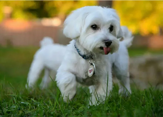 european dog breeds maltese' fetchpriority='auto' title='25 European Dog Breeds with Remarkable Histories