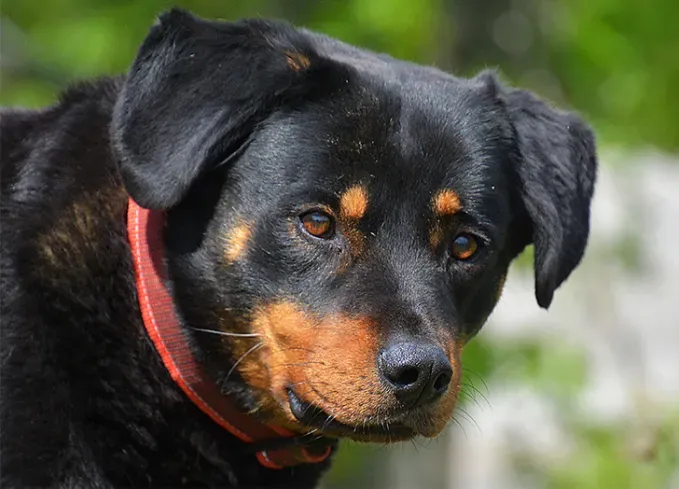 european dog breeds beauceron' fetchpriority='auto' title='25 European Dog Breeds with Remarkable Histories