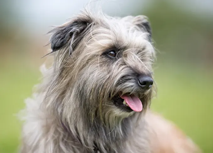 european dog breeds pyrenean shepherd' fetchpriority='auto' title='25 European Dog Breeds with Remarkable Histories