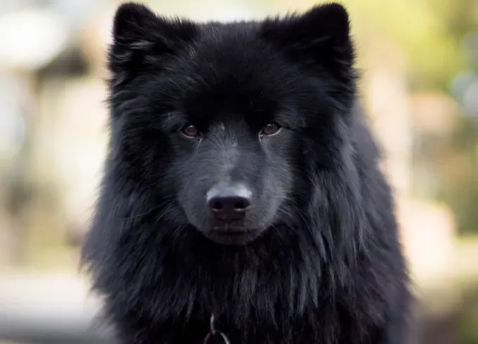 european dog breeds swedish lapphund' fetchpriority='auto' title='25 European Dog Breeds with Remarkable Histories