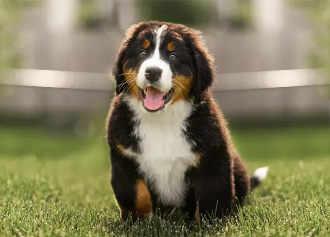 european dog breeds bernese mountain dog' fetchpriority='auto' title='25 European Dog Breeds with Remarkable Histories