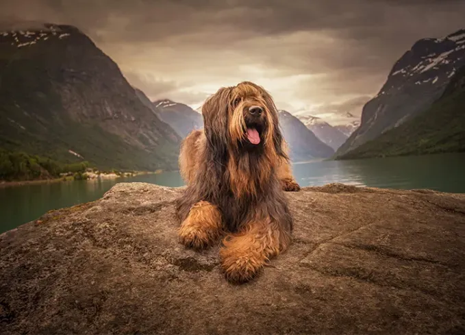european dog breeds briard' fetchpriority='auto' title='25 European Dog Breeds with Remarkable Histories