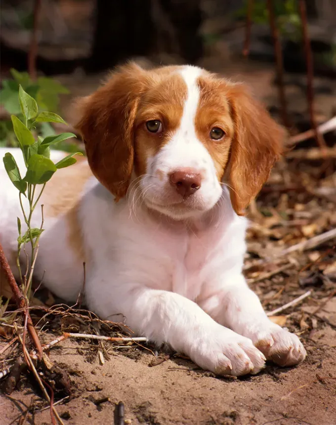 european dog breeds brittany' fetchpriority='auto' title='25 European Dog Breeds with Remarkable Histories