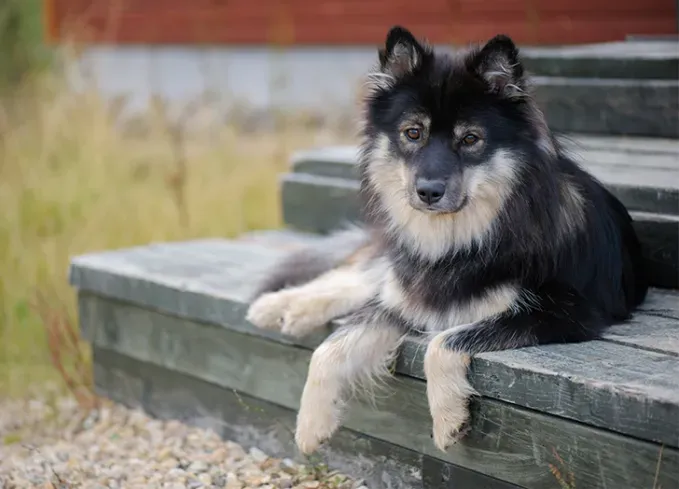 european dog breeds finnish lapphund' fetchpriority='auto' title='25 European Dog Breeds with Remarkable Histories