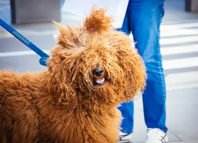 25 Eurooppalaisen koiranrotuja, joilla on huomattava historia