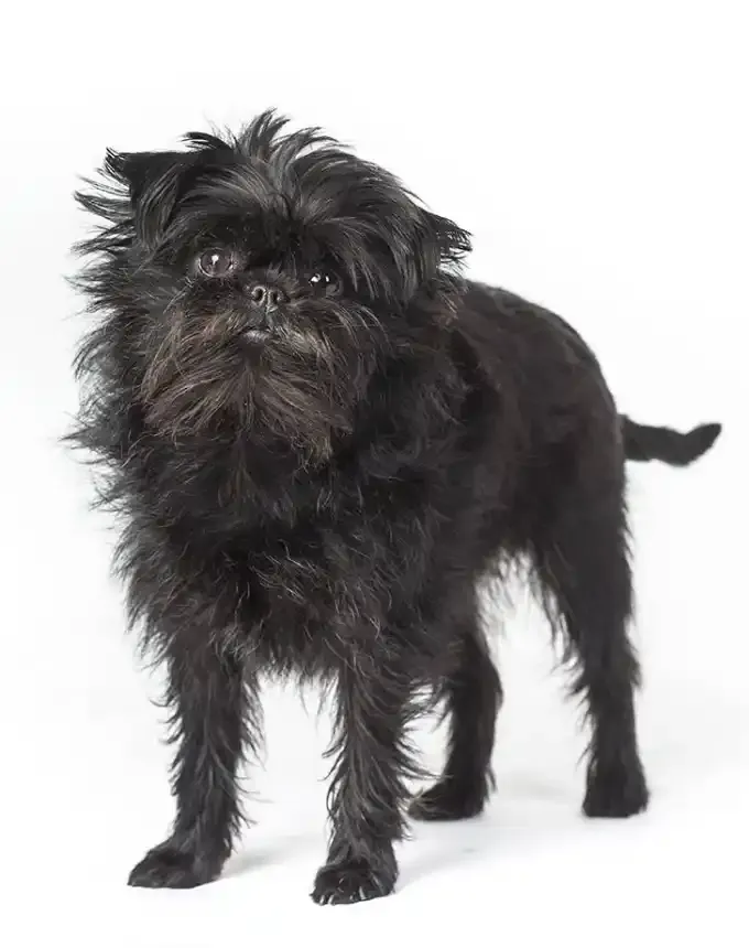 german dog breeds affenpinscher' fetchpriority='auto' title='26 of the Best German Dog Breeds: Loyal Lovable and Ready for You