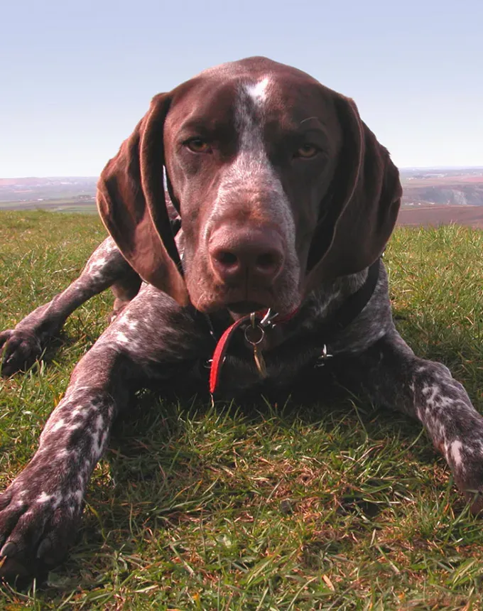 german dog breeds shorthaired pointer' fetchpriority='auto' title='26 of the Best German Dog Breeds: Loyal Lovable and Ready for You