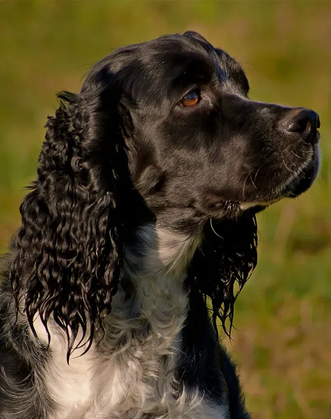german dog breeds spaniel' fetchpriority='auto' title='26 of the Best German Dog Breeds: Loyal Lovable and Ready for You