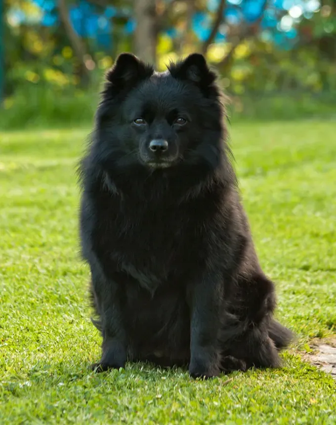 german dog breeds spitz' fetchpriority='auto' title='26 of the Best German Dog Breeds: Loyal Lovable and Ready for You