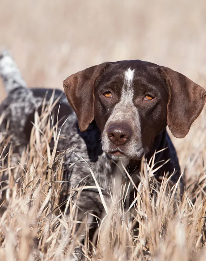 german dog breeds german wirehaired pointer' fetchpriority='auto' title='26 of the Best German Dog Breeds: Loyal Lovable and Ready for You