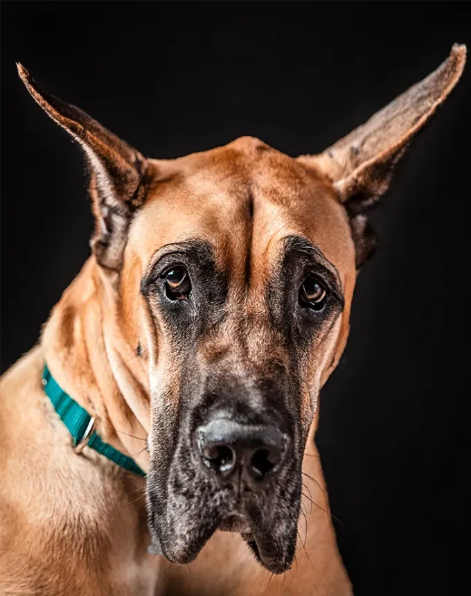 german dog breeds great dane' fetchpriority='auto' title='26 of the Best German Dog Breeds: Loyal Lovable and Ready for You