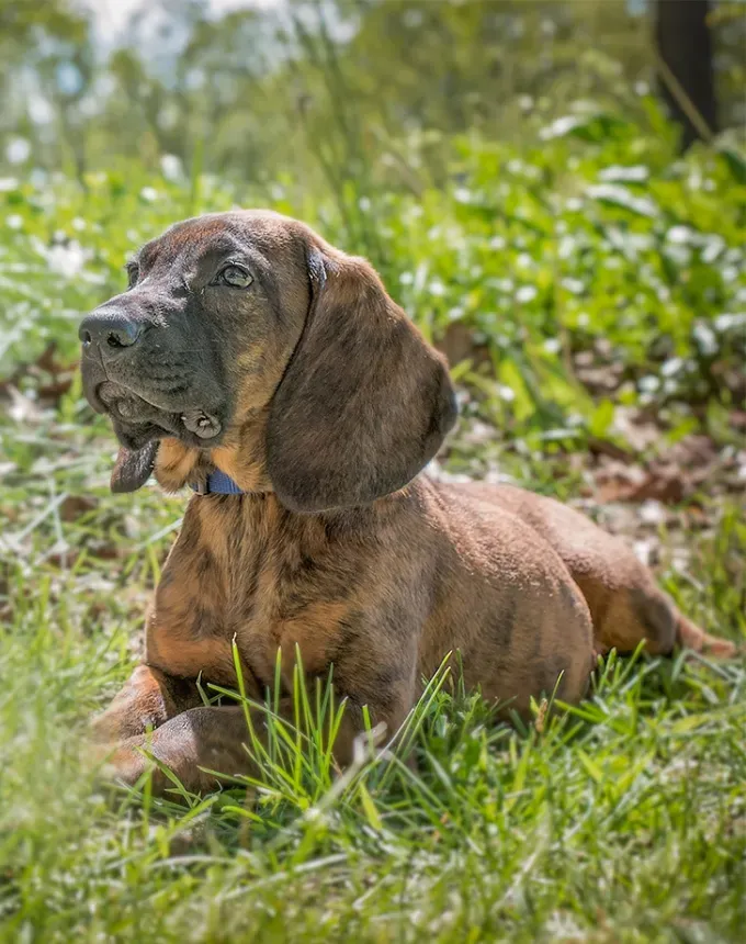 german dog breeds hanoverian scenthound' fetchpriority='auto' title='26 of the Best German Dog Breeds: Loyal Lovable and Ready for You