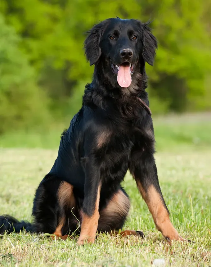 german dog breeds hovawart' fetchpriority='auto' title='26 of the Best German Dog Breeds: Loyal Lovable and Ready for You