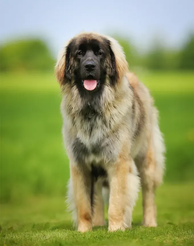 german dog breeds leonberger' fetchpriority='auto' title='26 of the Best German Dog Breeds: Loyal Lovable and Ready for You