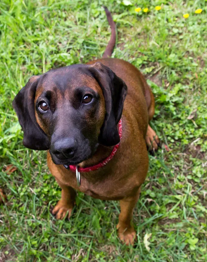 german dog breeds bavarian mountain scent hound' fetchpriority='auto' title='26 of the Best German Dog Breeds: Loyal Lovable and Ready for You