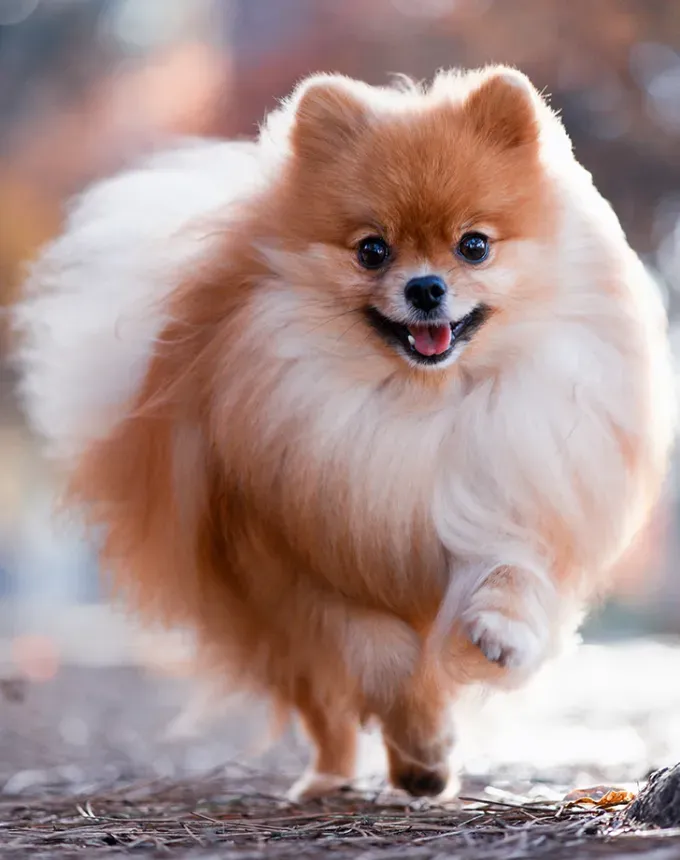 german dog breeds pomeranian' fetchpriority='auto' title='26 of the Best German Dog Breeds: Loyal Lovable and Ready for You