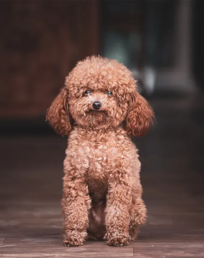 german dog breeds poodle' fetchpriority='auto' title='26 of the Best German Dog Breeds: Loyal Lovable and Ready for You