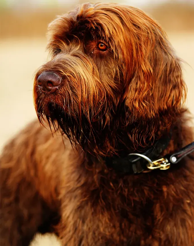 german dog breeds pudelpointer' fetchpriority='auto' title='26 of the Best German Dog Breeds: Loyal Lovable and Ready for You