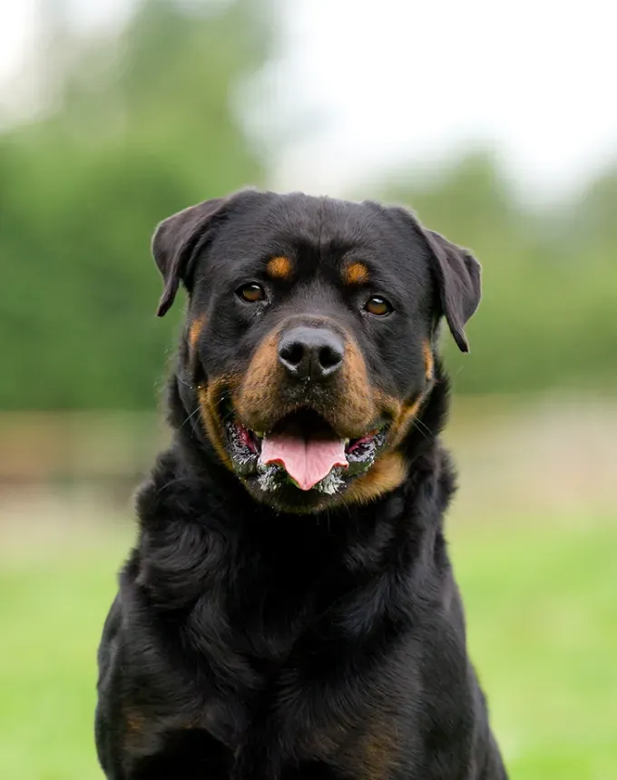 german dog breeds rottweiler' fetchpriority='auto' title='26 of the Best German Dog Breeds: Loyal Lovable and Ready for You