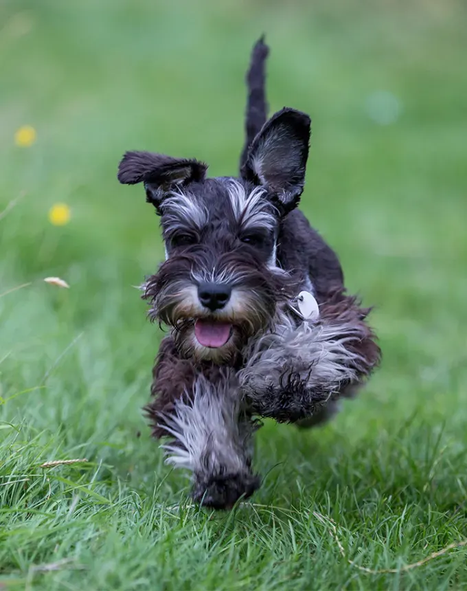 german dog breeds schnauzer' fetchpriority='auto' title='26 of the Best German Dog Breeds: Loyal Lovable and Ready for You