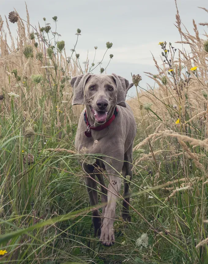 german dog breeds weimaraner' fetchpriority='auto' title='26 of the Best German Dog Breeds: Loyal Lovable and Ready for You