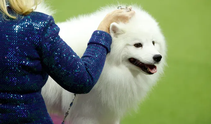 A German Dog Breed the American Eskimo at a show' fetchpriority='auto' title='26 of the Best German Dog Breeds: Loyal Lovable and Ready for You
