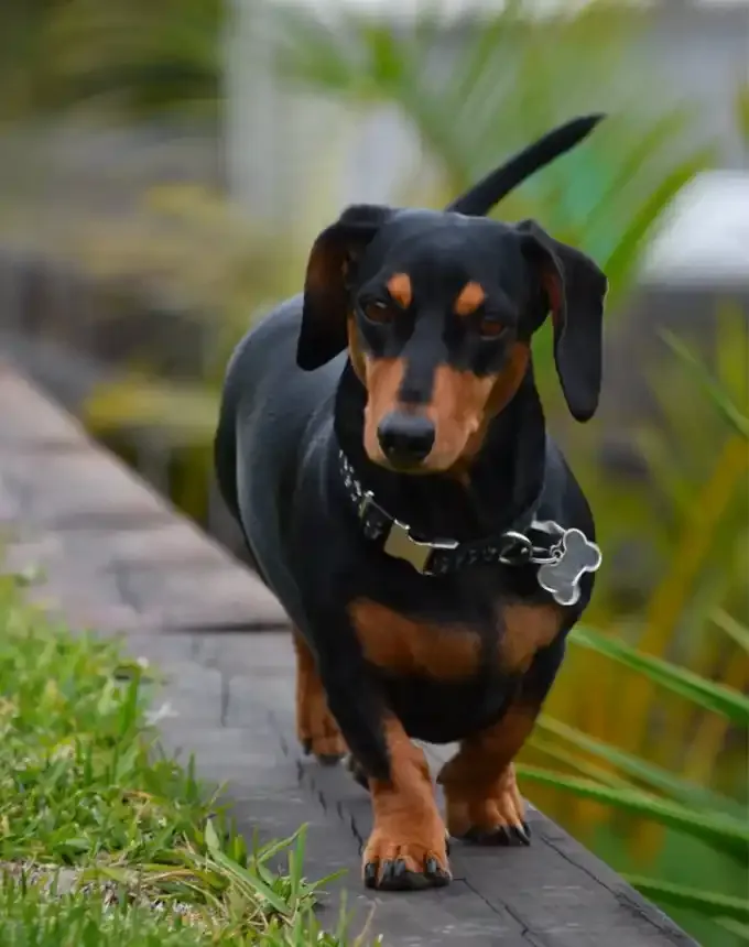 german dog breeds dachshund' fetchpriority='auto' title='26 of the Best German Dog Breeds: Loyal Lovable and Ready for You