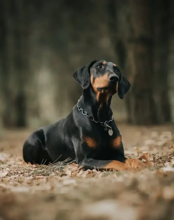 german dog breeds doberman pinscher' fetchpriority='auto' title='26 of the Best German Dog Breeds: Loyal Lovable and Ready for You