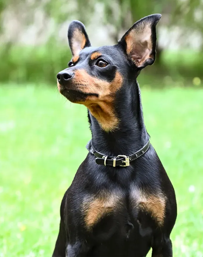 german dog breeds pinscher' fetchpriority='auto' title='26 of the Best German Dog Breeds: Loyal Lovable and Ready for You