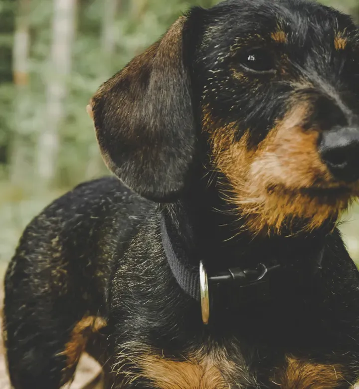 26 najboljših pasme nemških psov: zveste, ljubeče in pripravljene za vas