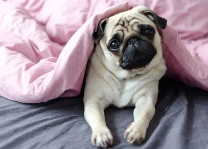 A pug one of the calmest dog breeds' fetchpriority='auto' title='20 Calm Dog Breeds to Keep You Company