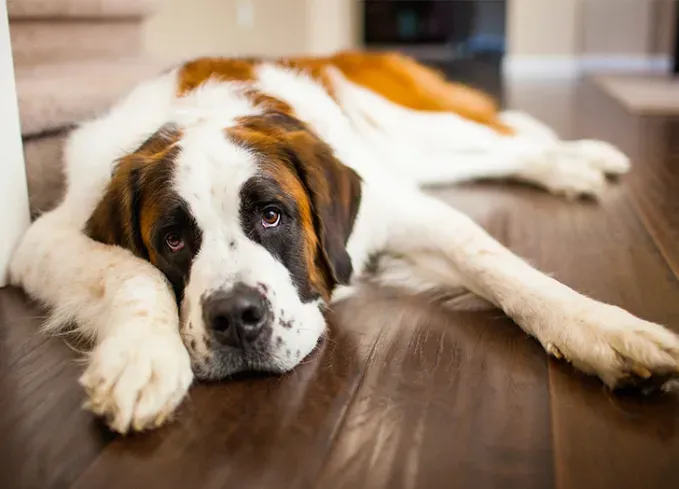 calm dog breeds st bernard' fetchpriority='auto' title='20 Calm Dog Breeds to Keep You Company