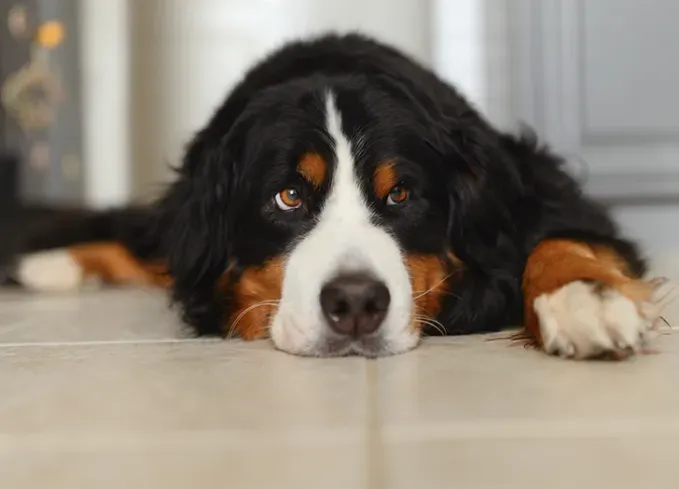 calm dog breeds bernese mountain dog' fetchpriority='auto' title='20 Calm Dog Breeds to Keep You Company