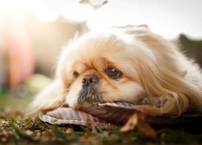 calm dog breeds pekingense' fetchpriority='auto' title='20 Calm Dog Breeds to Keep You Company