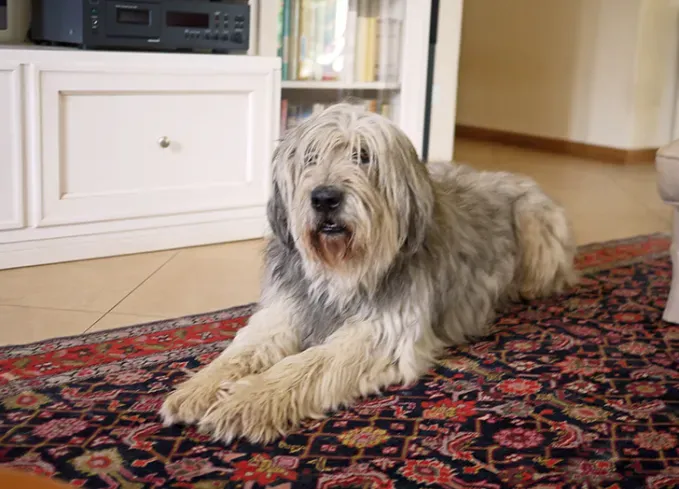 calm dog breeds bergamasco sheepdog' fetchpriority='auto' title='20 Calm Dog Breeds to Keep You Company