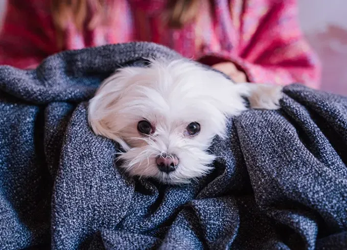 calm dog breed maltese' fetchpriority='auto' title='20 Calm Dog Breeds to Keep You Company