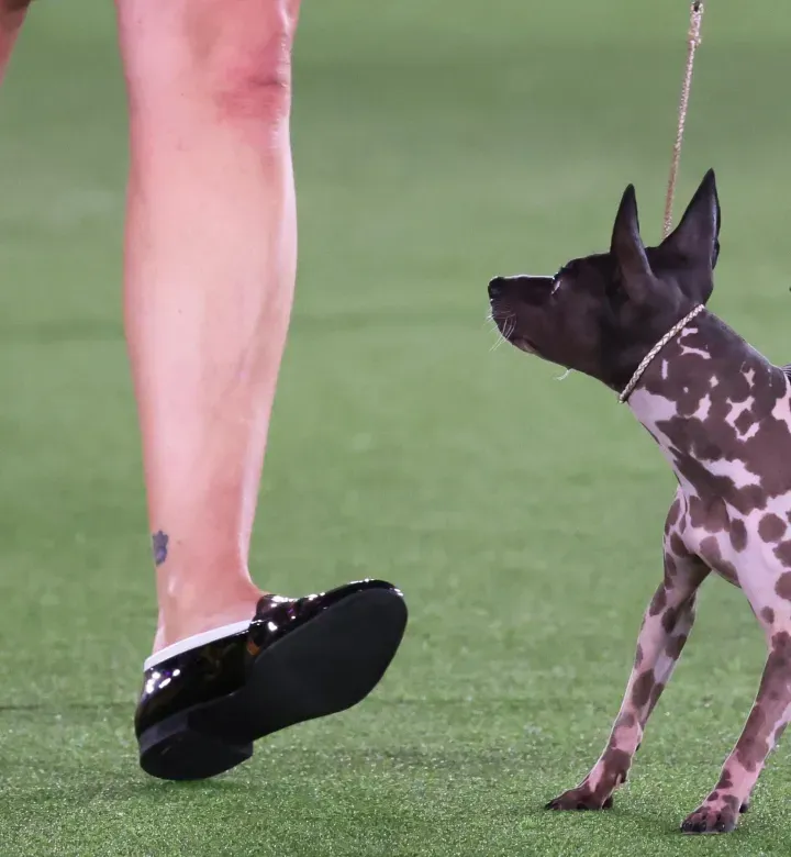 10 karvatonta koiranrotua, jotka erottuvat koirapuistossa