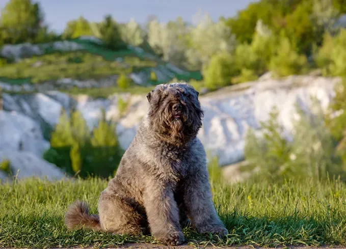 dog breeds that look like bears bouvier des flandres' fetchpriority='auto' title='11 Dog Breeds That Look Like Bears