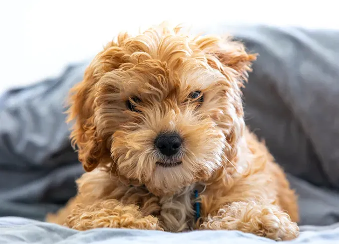 dog breeds that look like bears cavapoo' fetchpriority='auto' title='11 Dog Breeds That Look Like Bears